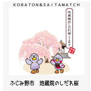 ふじみ野市　地蔵院のしだれ桜